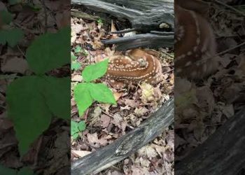 One of the Rarest Mushrooms