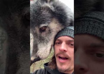 Being Friends with a Wolf