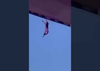 Cat Falls from Building Unharmed