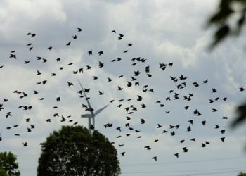 Feds ignore their research on windmills killing eagles