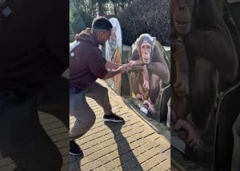Humans vs. Animals Strength Test