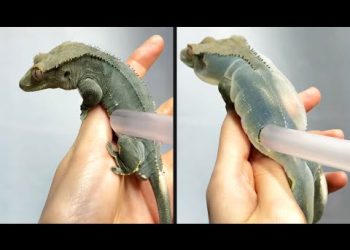 They Overinflated a Lizard