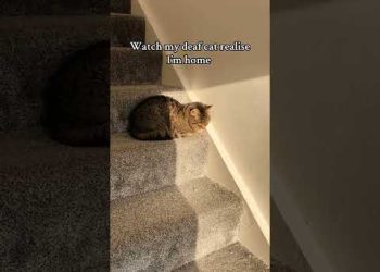 Blind and Deaf Cat