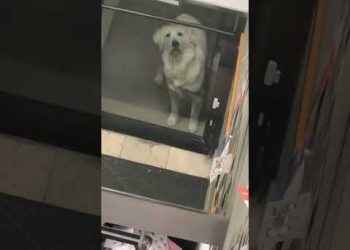 Dog Sees Itself for First Time