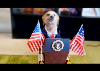 Best Pet Videos of the Decade
