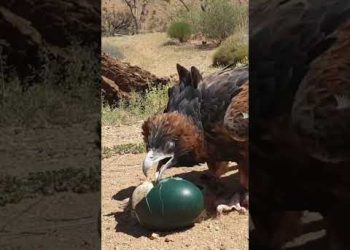 Birds are Getting Smarter