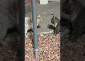 The Cat Whisperer
