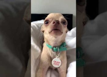 A French Dog