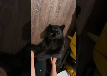He is Friend Shaped