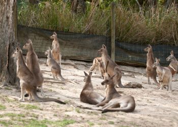 The UN’s crazy kangaroo climate court
