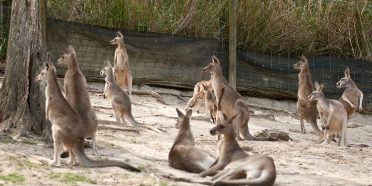 The UN’s crazy kangaroo climate court