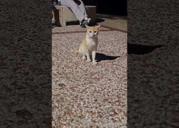 The Saddest Cat