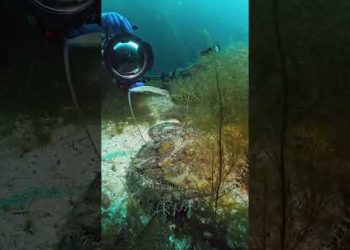 A Tricky Fish