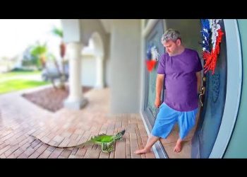 The Best Doorbell Videos Ever