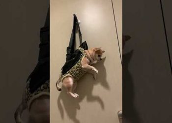 Air Jail