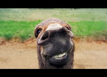 Funniest Animal Videos Ever (Part 2)