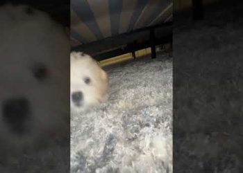 The Monster Under Your Bed