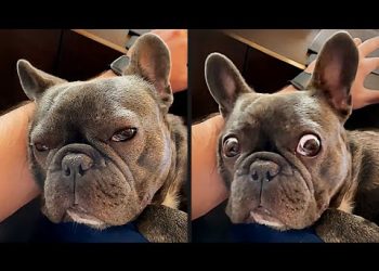 The Funniest Dog Videos Ever (Part 2)