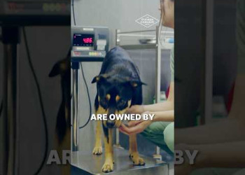 Here’s How They’re Hurting Your Pets