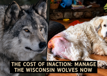 Wisconsin wolves gone wild