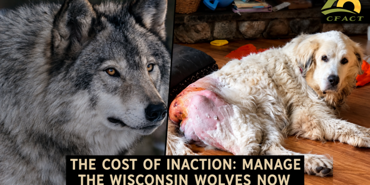 Wisconsin wolves gone wild
